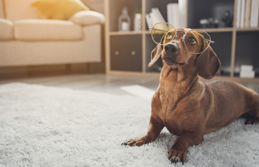 Smart Domesticated Dachshund Dog Wearing Glasses. It Is